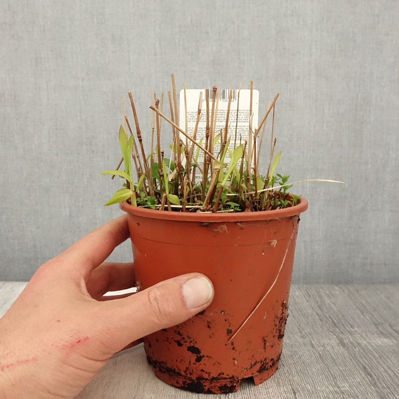 Spodiopogon sibiricus West Lake 1L/1.5L pot sample as delivered in spring