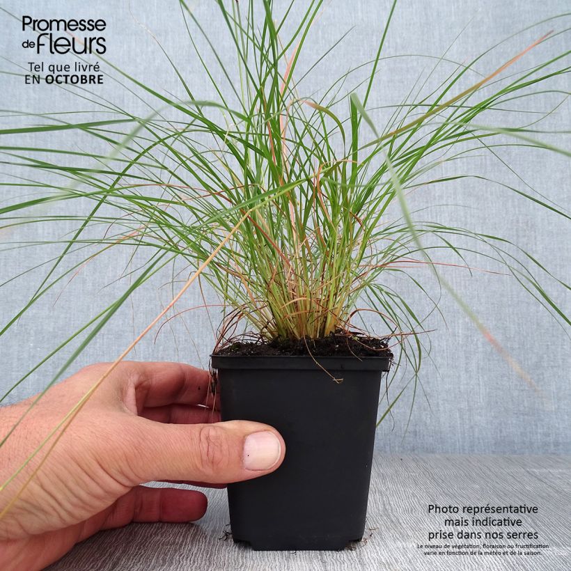 Sporobolus heterolepis  8/9 cm pot sample as delivered in autumn