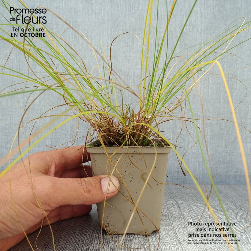 Sporobolus heterolepis Wisconsin Strain 8/9 cm pot sample as delivered in autumn