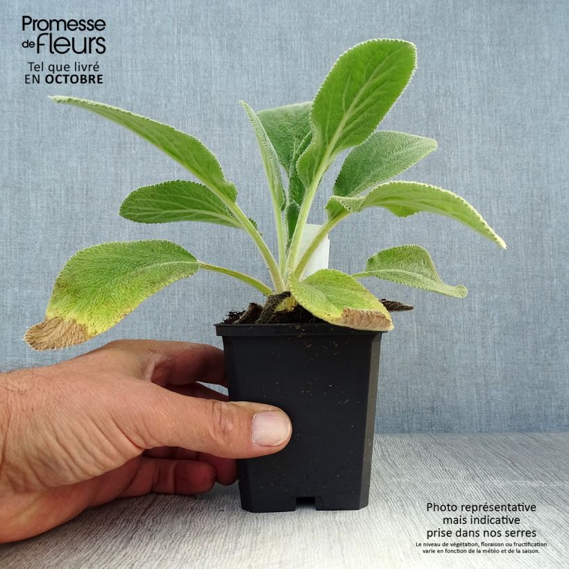 Stachys byzantina Big Ears 8/9 cm pot sample as delivered in autumn