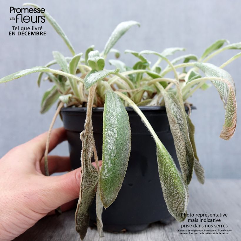 Stachys byzantina 2L/3L pot sample as delivered in autumn