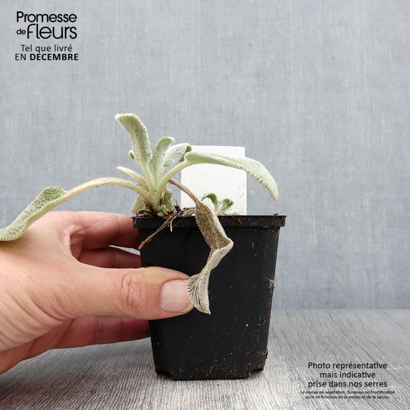Stachys byzantina Silver Carpet 8/9 cm pot sample as delivered in autumn
