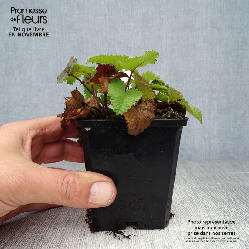 Stachys grandiflora superba 8/9 cm pot sample as delivered in autumn