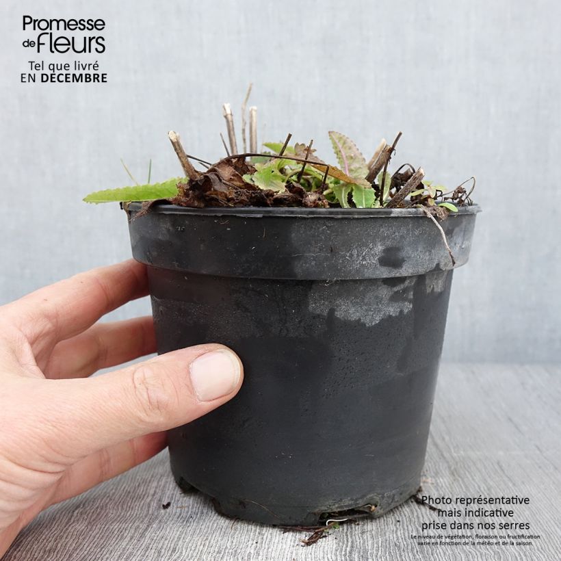 Stachys monieri Hummelo 2L/3L pot sample as delivered in autumn