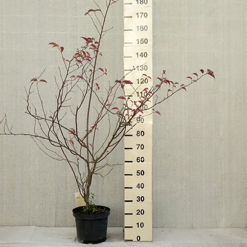 Stachyurus chinensis Celina 7.5L/10L pot sample as delivered in autumn