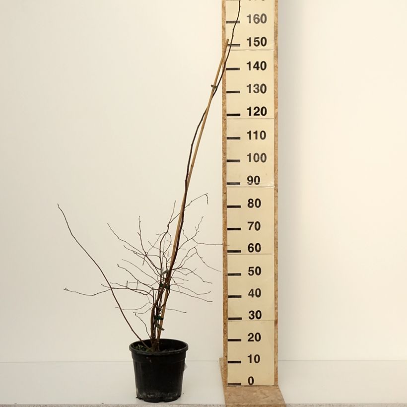 Stachyurus chinensis Goldbeater 7.5L/10L pot sample as delivered in winter