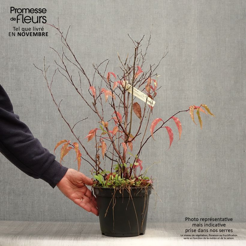 Stachyurus chinensis Joy Forever 2L/3L pot sample as delivered in autumn