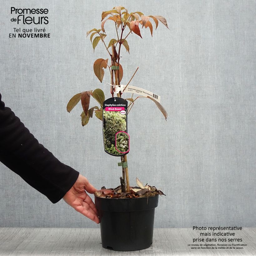 Staphylea colchica Black Beauty 4L/5L pot sample as delivered in autumn