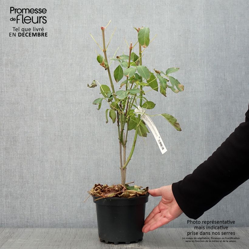 Staphylea pinnata 3L/4L pot sample as delivered in autumn