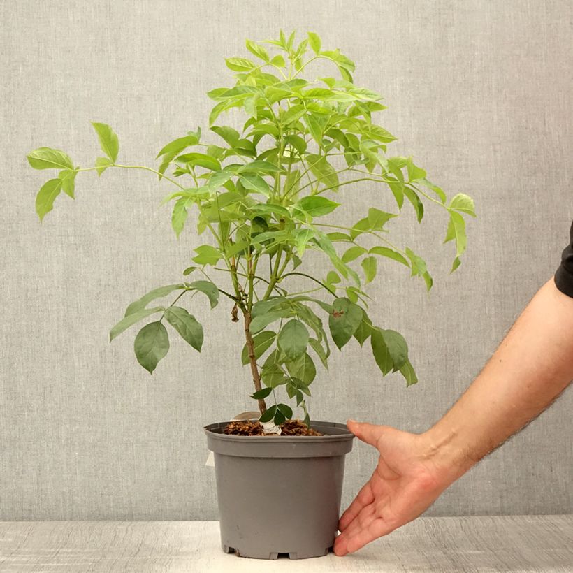 Staphylea pinnata 3L/4L pot sample as delivered in summer