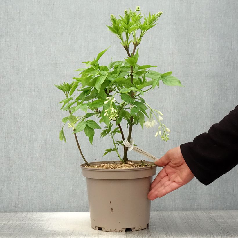 Staphylea pinnata 3L/4L pot sample as delivered in spring