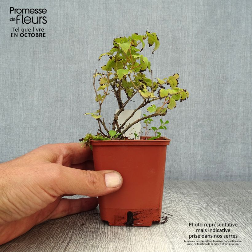 Stephanandra incisa Crispa 8/9 cm pot sample as delivered in autumn
