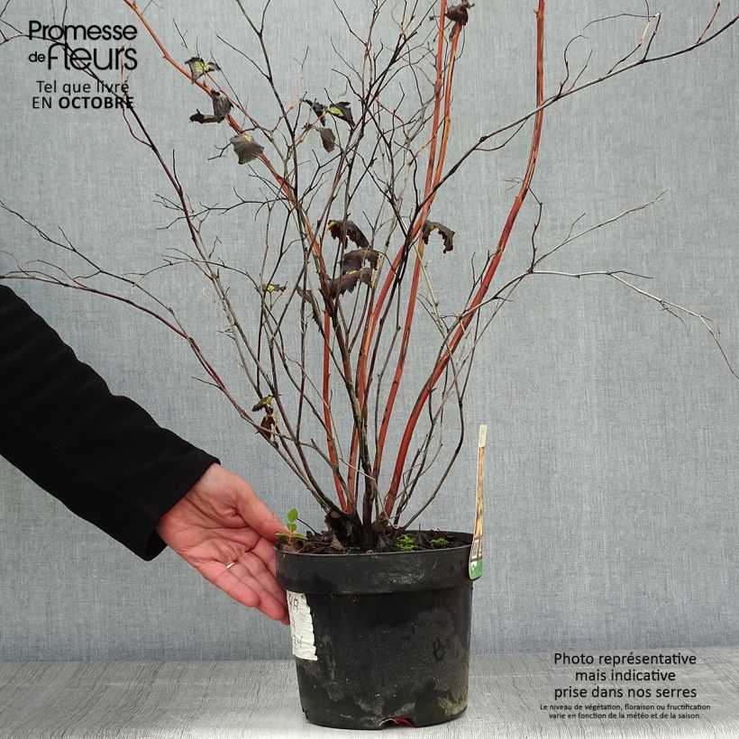 Stephanandra tanakae 3L/4L pot sample as delivered in autumn