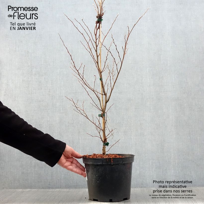 Stewartia monadelpha 4L/5L pot sample as delivered in winter