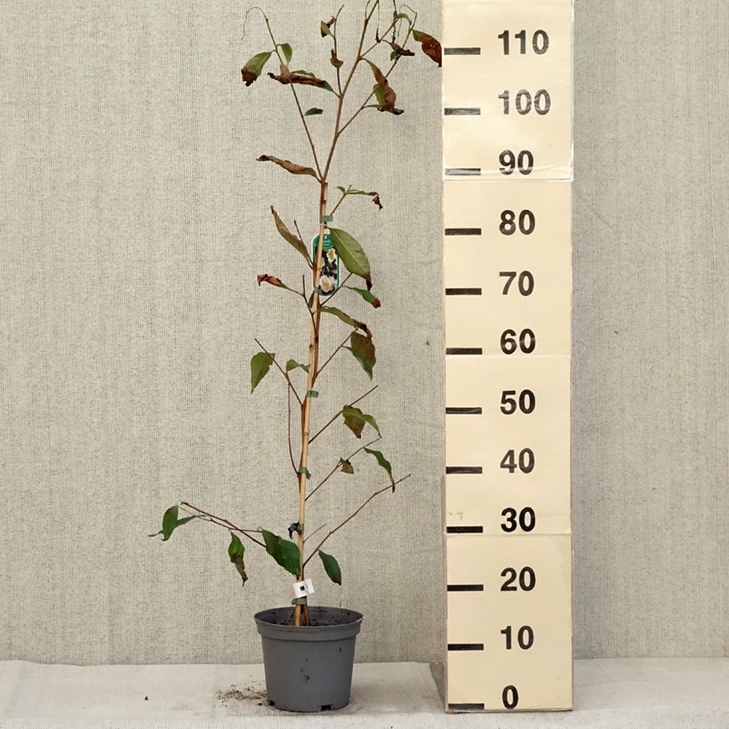 Stewartia pseudocamellia 3L/4L pot sample as delivered in autumn