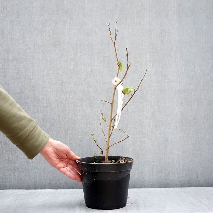 Stewartia pteropetiolata  - Stewartia, Stuartie 4L/5L pot sample as delivered in winter