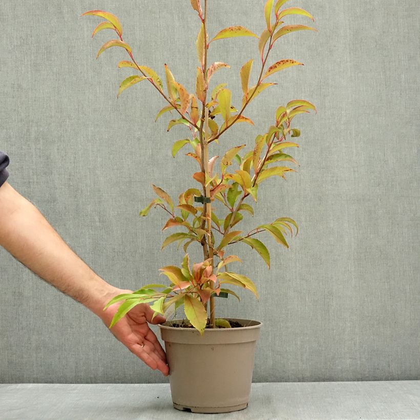 Stewartia rostrata 4L/5L pot sample as delivered in summer