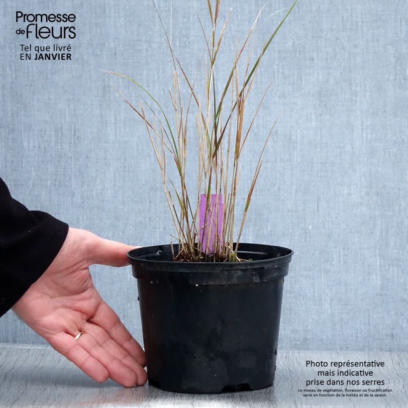 Stipa arundinacea Sirocco 2L/3L pot sample as delivered in winter
