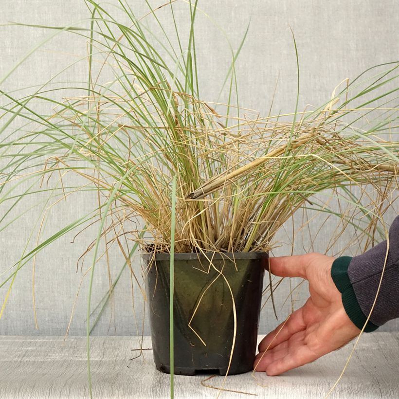 Stipa gigantea  2L/3L pot sample as delivered in autumn