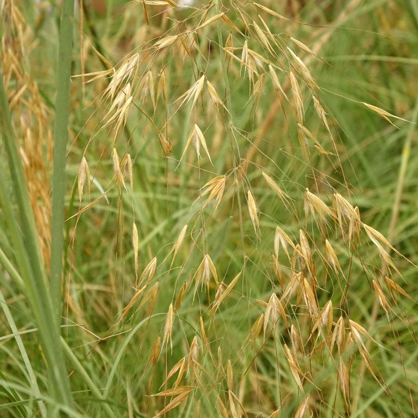 Stipa gigantea  (Foliage)