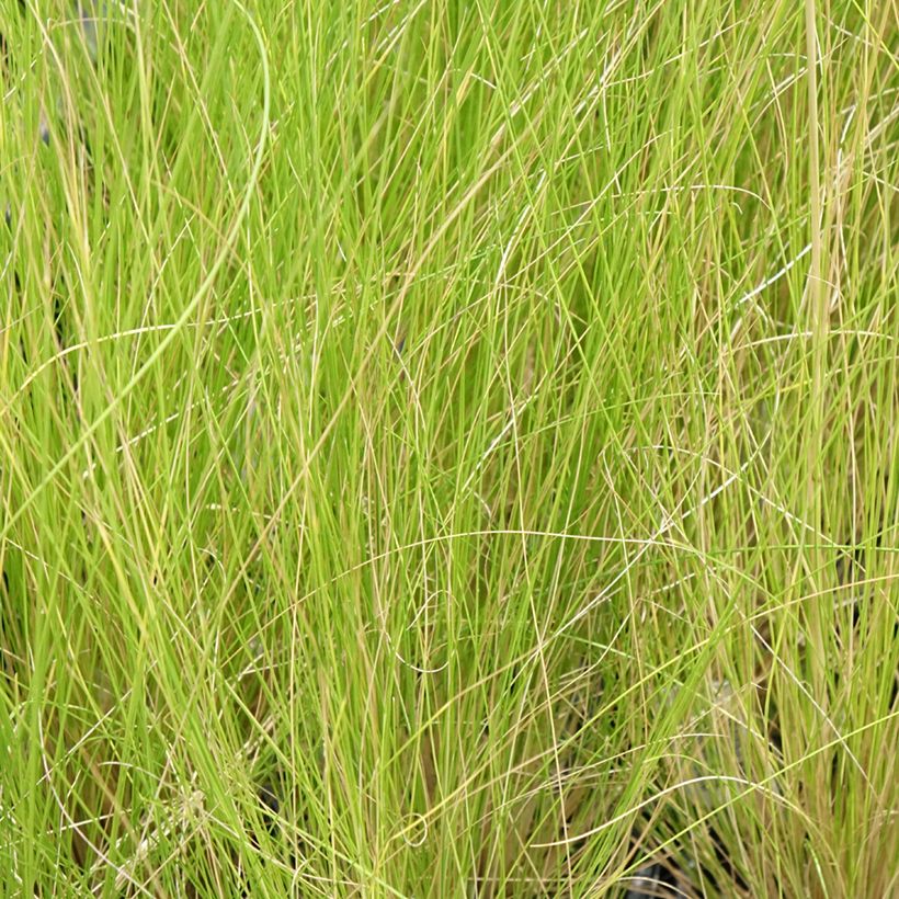 Stipa ichu (Foliage)