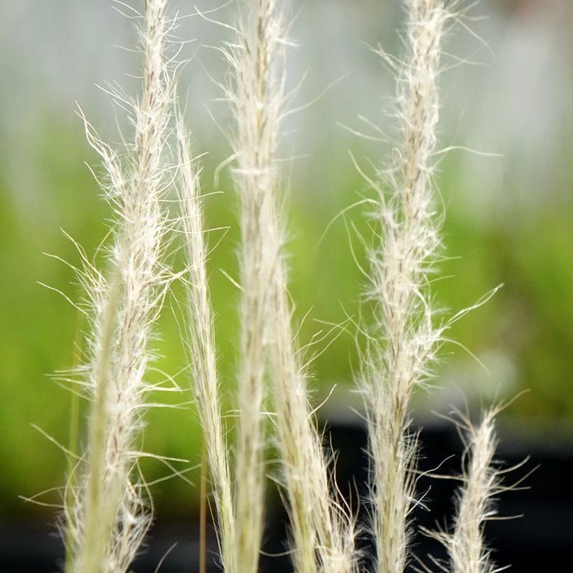 Stipa ichu (Flowering)