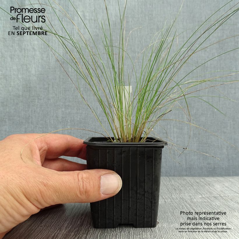 Stipa pennata 8/9 cm pot sample as delivered in autumn
