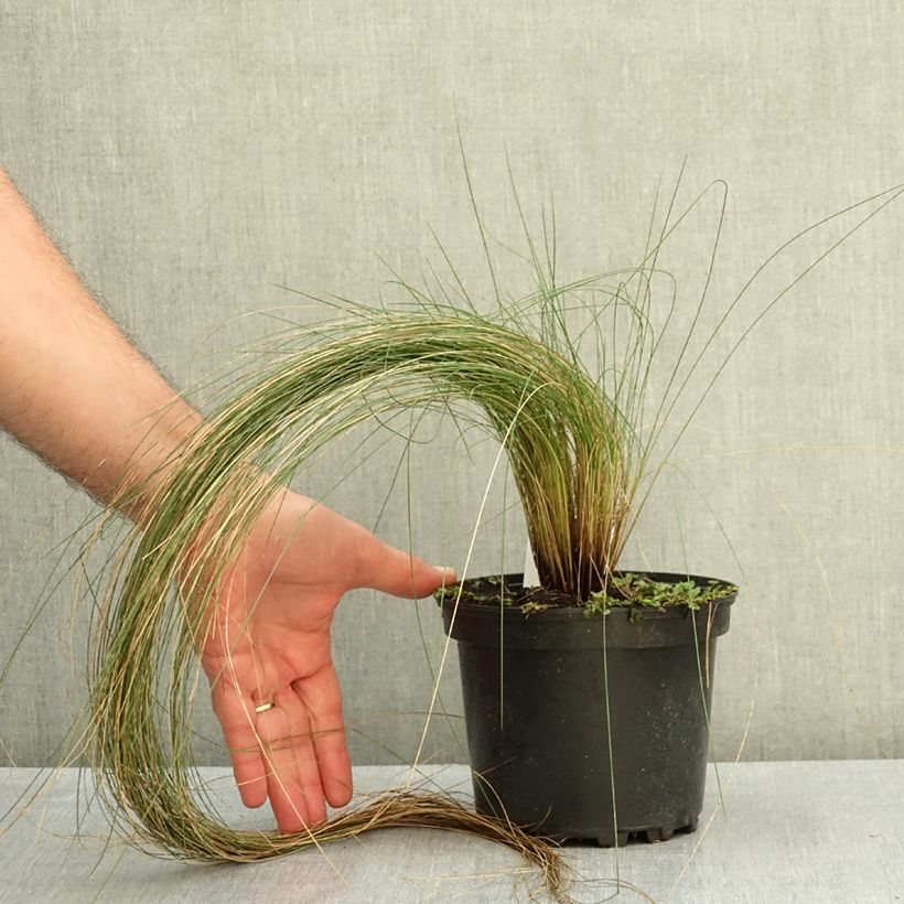 Stipa pennata 2L/3L pot sample as delivered in summer