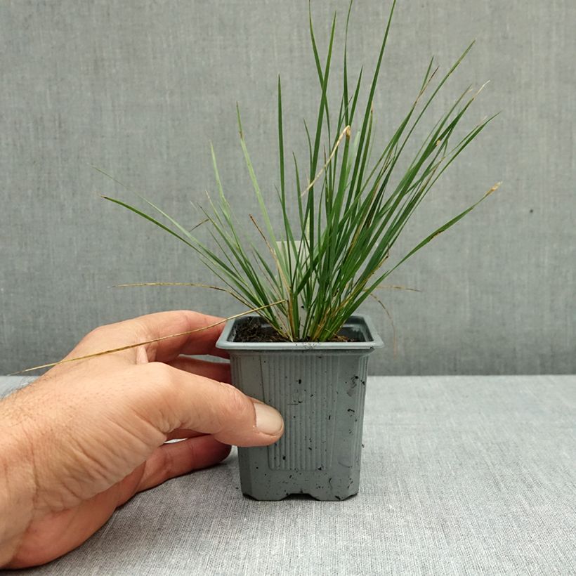 Stipa splendens  8/9 cm pot sample as delivered in autumn