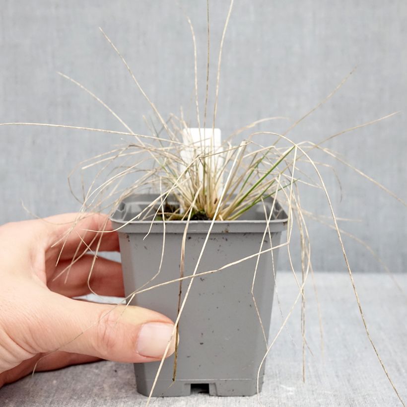 Stipa splendens  8/9 cm pot sample as delivered in winter