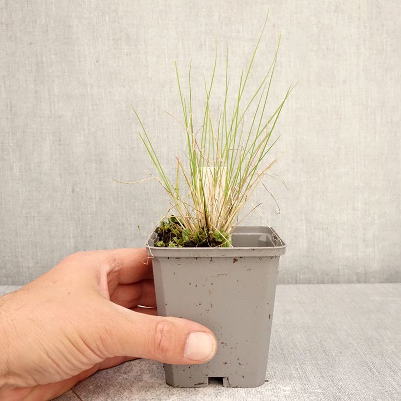 Stipa splendens  8/9 cm pot sample as delivered in spring