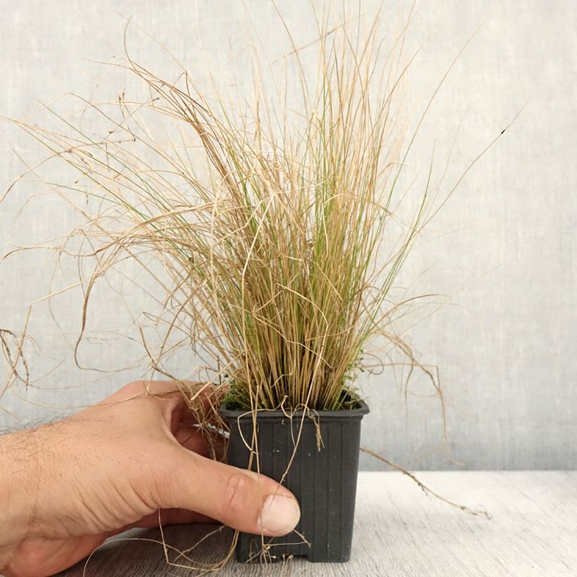 Stipa trichotoma Palomino 8/9 cm pot sample as delivered in autumn