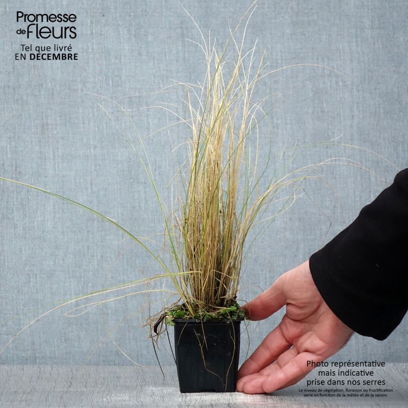 Stipa trichotoma Palomino 8/9 cm pot sample as delivered in winter