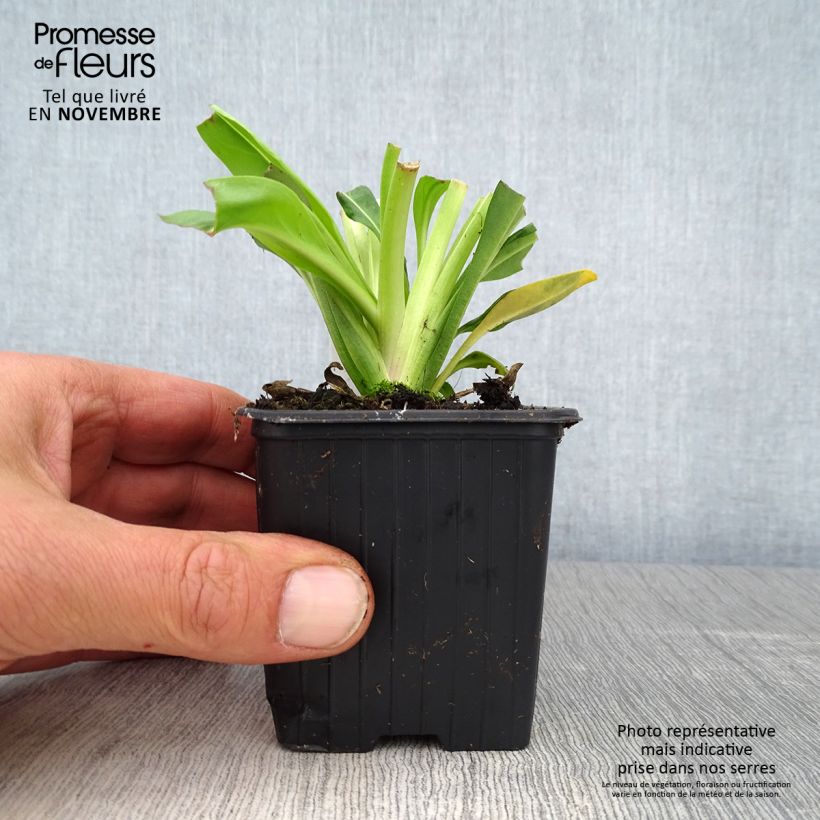 Stokesia laevis Blue Star 8/9 cm pot sample as delivered in autumn