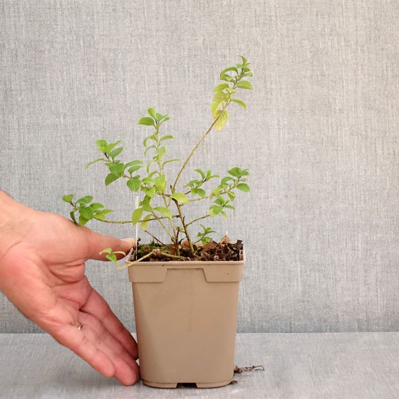 Streptosolen jamesonii - Marmalade Bush 8/9 cm pot sample as delivered in summer