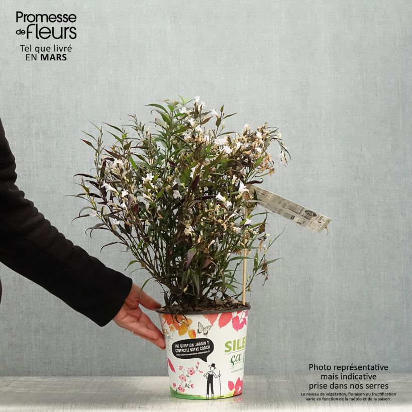 Strobilanthes anisophylla BRUNETTHY 3L/4L pot sample as delivered in spring