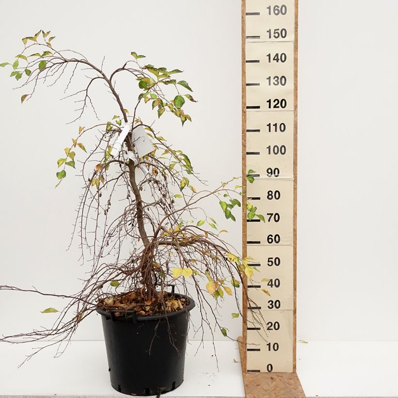 Styrax japonica Fragrant Fountain® 30L/35L pot sample as delivered in autumn