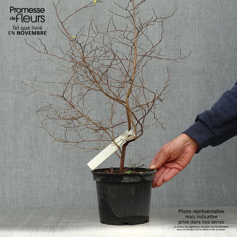 Styrax japonica 3L/4L pot sample as delivered in autumn