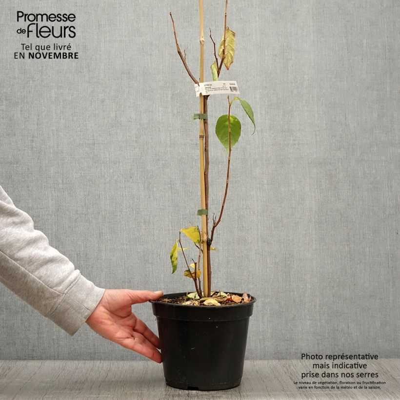 Styrax japonica June snow 3L/4L pot sample as delivered in autumn