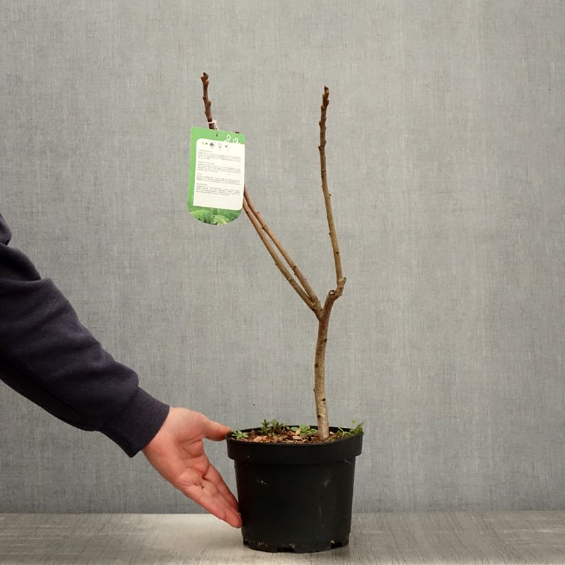 Rhus typhina Dissecta 3L/4L pot sample as delivered in spring