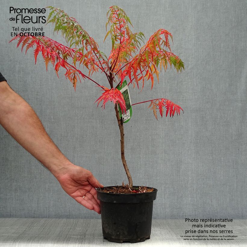 Rhus glabra Laciniata - Fern-leaved Sumach 3L/4L pot sample as delivered in autumn