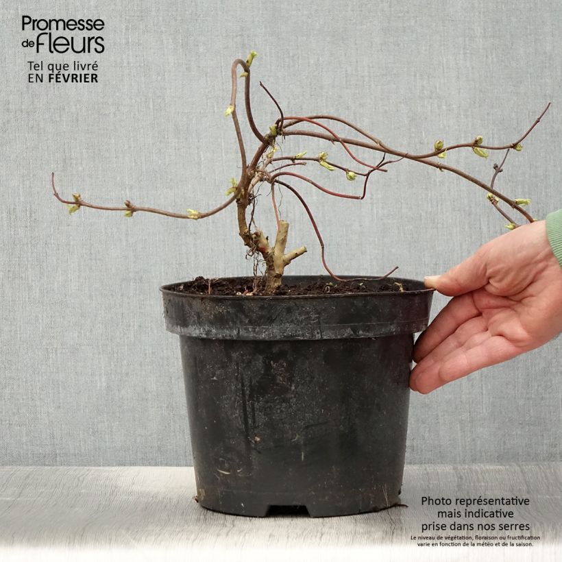 Sambucus racemosa Goldenlocks - European Red Elder 4L/5L pot sample as delivered in winter