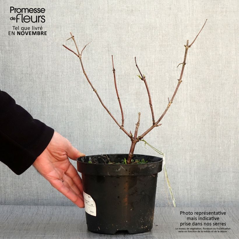 Elderberry - Sambucus racemosa Sutherland Gold 2L/3L pot sample as delivered in autumn