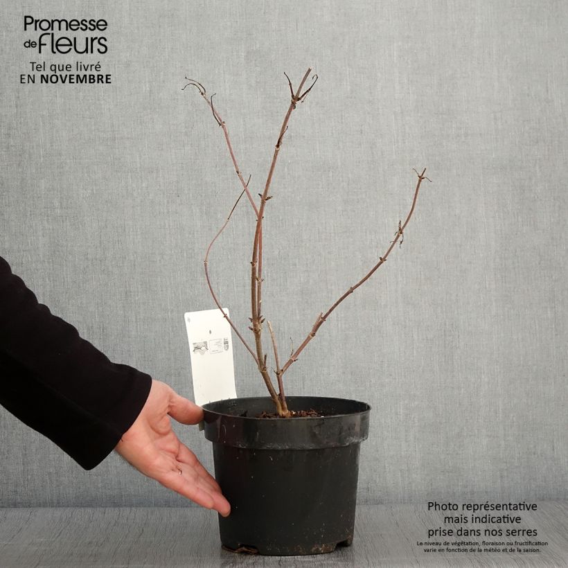 Sambucus racemosa Welsh Gold - European Red Elder 3L/4L pot sample as delivered in autumn