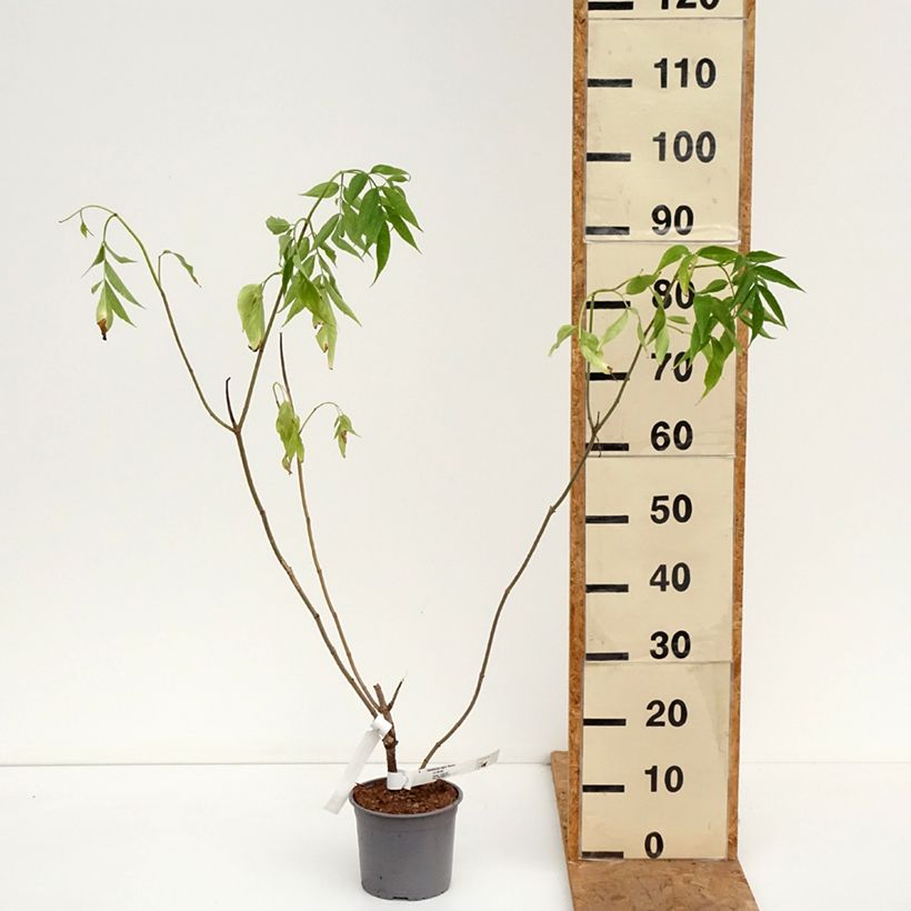 Sambucus nigra Aurea - Black Elder 2L/3L pot sample as delivered in autumn