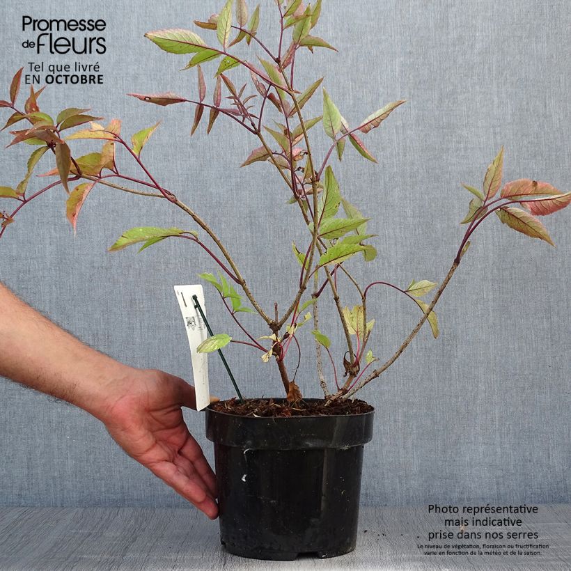 Black Elderberry - Sambucus nigra Black Beauty 2L/3L pot sample as delivered in autumn