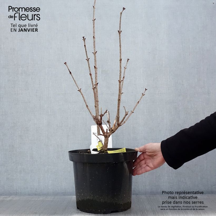 Sambucus nigra Black Tower - Black Elder 7.5L/10L pot sample as delivered in winter