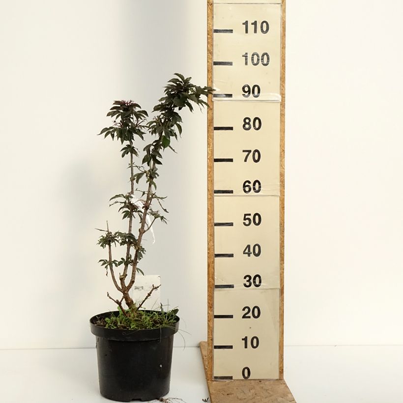 Sambucus nigra Black Tower - Black Elder 7.5L/10L pot sample as delivered in summer
