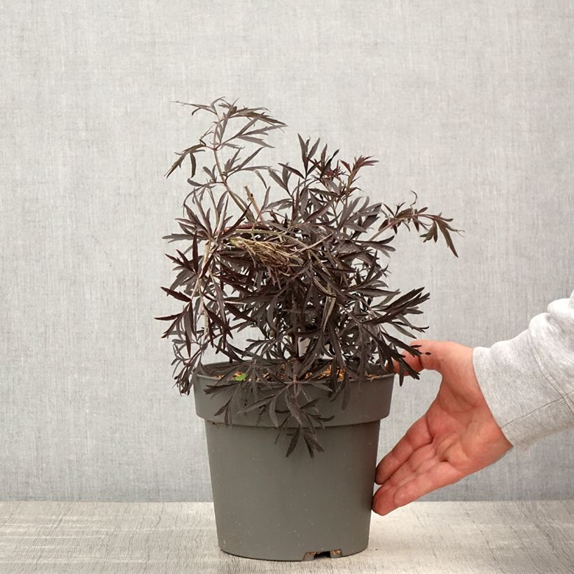 Sambucus nigra Cherry Lace - Black Elder 3L/4L pot sample as delivered in spring