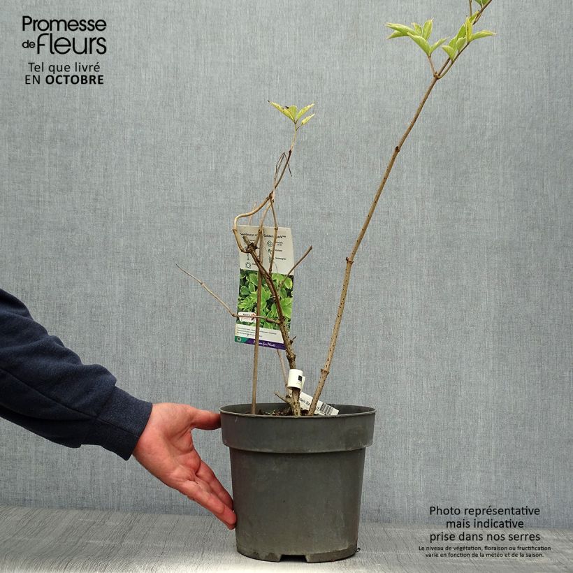 Sambucus nigra Golden Spark 3L/4L pot sample as delivered in autumn